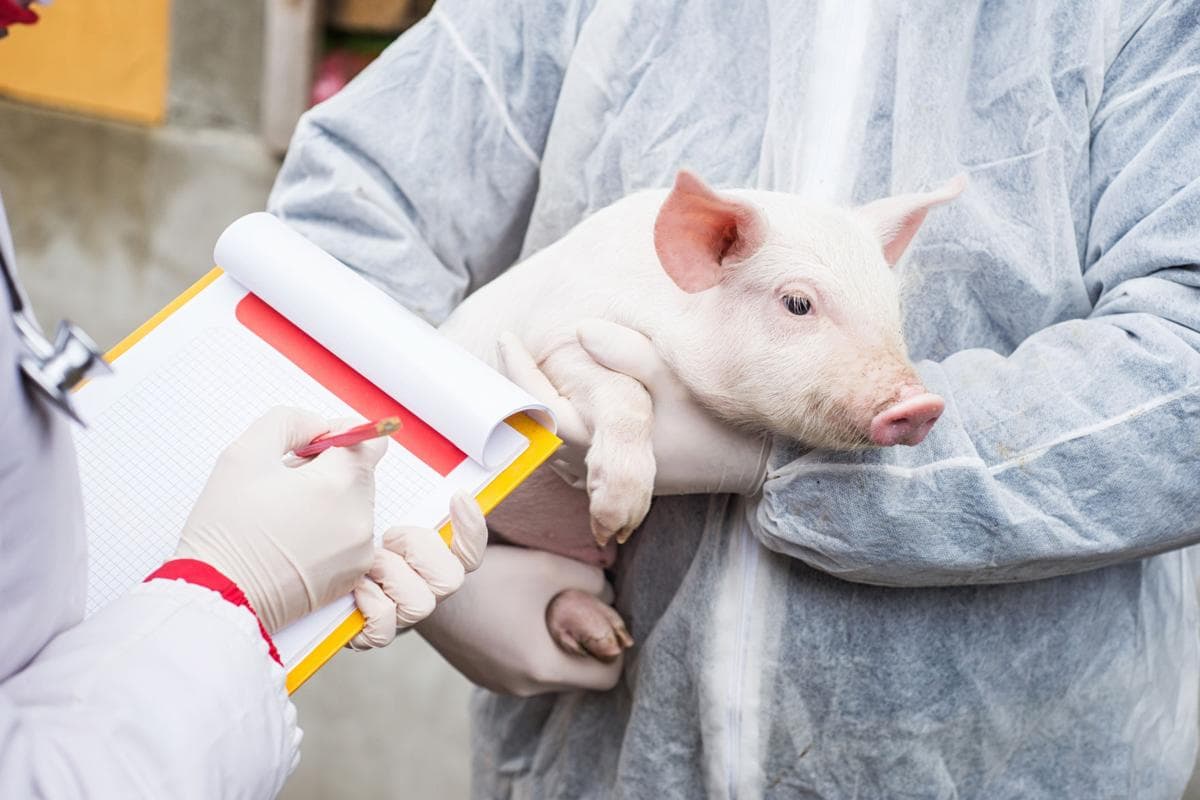 Chinese researchers warn of new virus in pigs with human pandemic risk